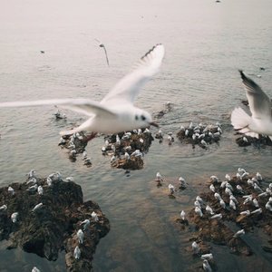 鸽子飞过海面（by.Lyoung