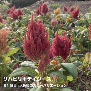 61日目:人魚姫のカラーバリエーション
