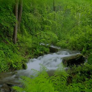 Dj Tokyo Drift Jingle Viral