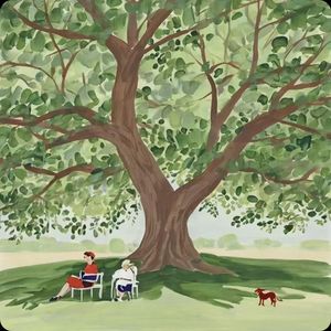 老槐树下的阳光