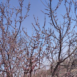万里桃花(翻 楚新)