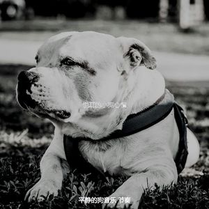 有趣可爱的狗情怀