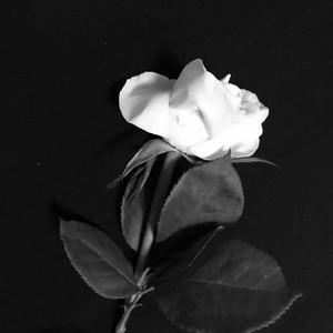 肆意拿捏（Cj-ZiRong remix）