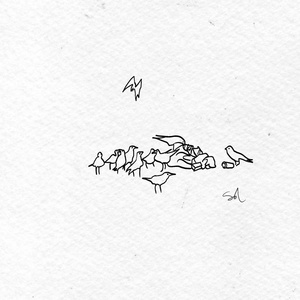 crows