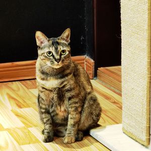 情人（翻唱：苏流西/十四君）