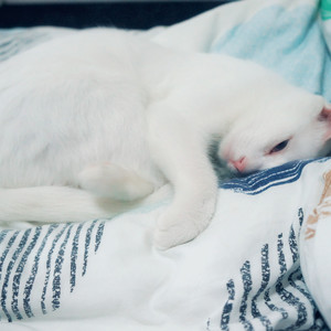 相惜相契（Cover 唐嫣《用一生回忆》）