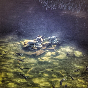 カタカムナノウタヒ