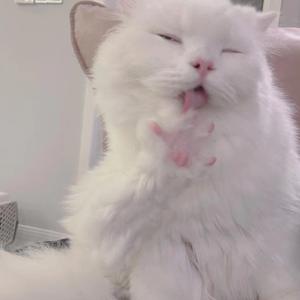 青媚狐.cover白止（翻自 白止）