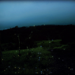 Hammer-Headed Hallucination