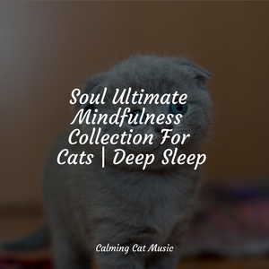 Chill Before Snoozing