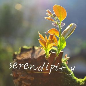 Serendipity