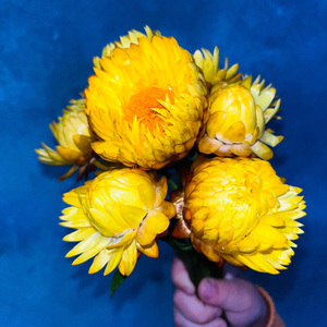 孟菲斯少女2（The Girl from Memphis-2）