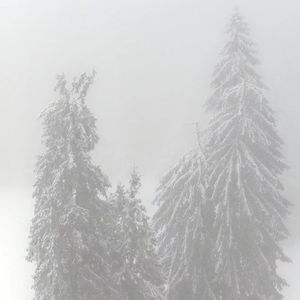 翘首跂踵 春意的盎然