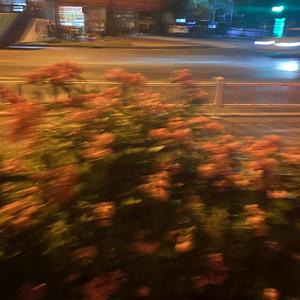 カタオモイ「单相思」( Aimer cover )