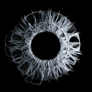 Flashforward (feat. Royal Music Paris) (Blackout Project Remix)