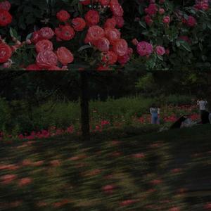 男孩别哭（女声版）（翻自 海龟先生）