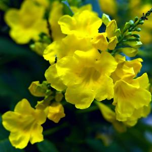 平静解压（八音盒）