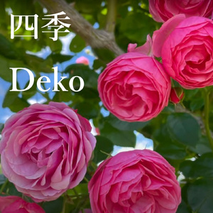 ジャカランダの咲く町で