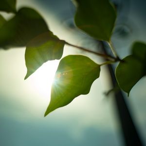 早春的树（Cover 陈鸿宇）