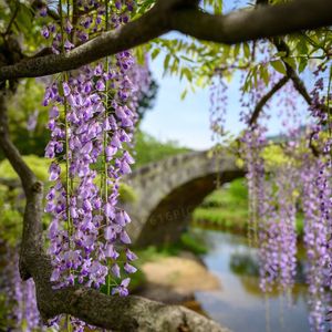 [已售断](中国风Afro) "紫藤"