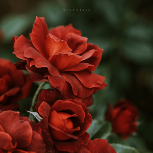 한 여름날의 꿈