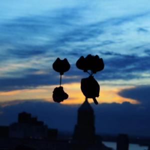 春天到了，我们要去踩叶子