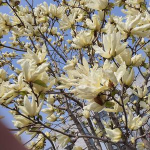 这城市风总是很大