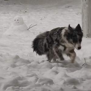 晚安晚安（翻自 小三金）