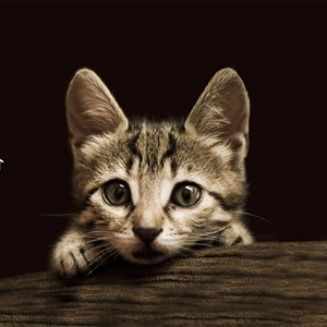 Lil Cat（prod by MT1990）