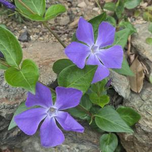 ひとつの生命(World Peace Song)