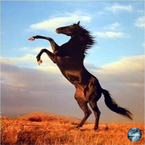 Wild Horse
