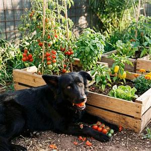 Noah come tomates