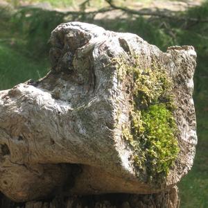 GraveOccupant