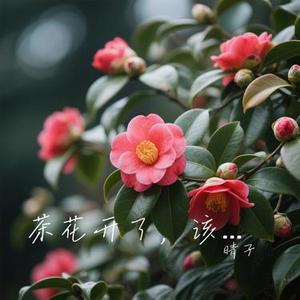 茶花开了，该回家了