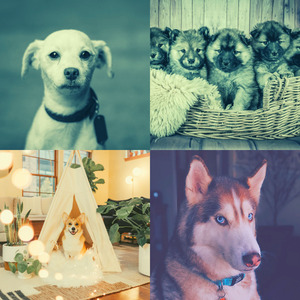 一尘不染训练犬印象数