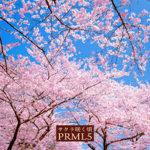 サクラ咲く頃