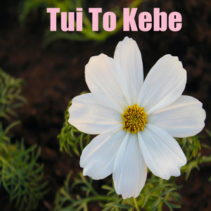 Tui To Kebe