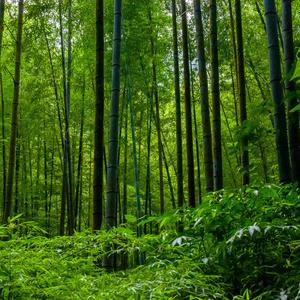 深い眠り　AAA008