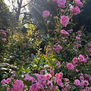 Garten (Live Session) (Live)