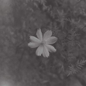 ดอกไม้และควันปืน