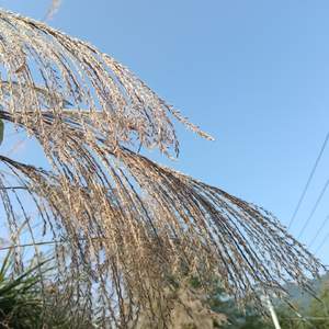 你是我的幸运 (古筝版)