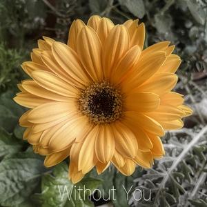 Without You