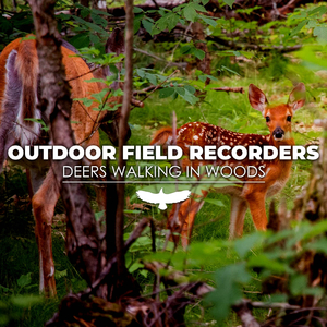 Deers Walking In Woods