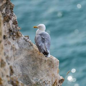 世间温柔（八音盒）