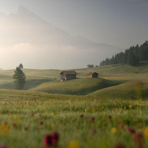 Meadows