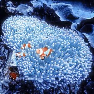 珊瑚