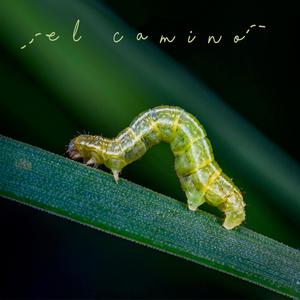 El Camino