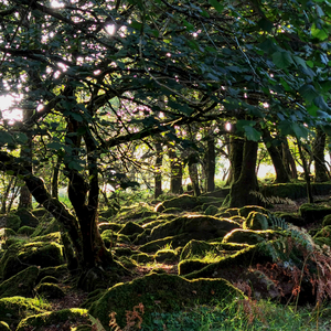 Whistman's Wood