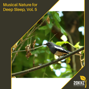 Soothing Rain At Palm Garden