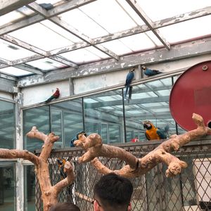 素颜星之梦-苏 伴奏